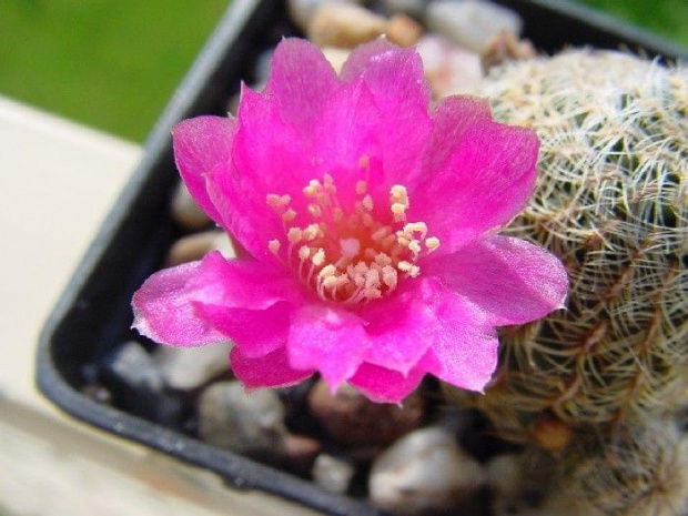 Sulcorebutia mizquensis