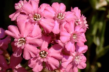 W moim ogrodzie. #rośliny #ogród #przyroda #kwiaty #wiosna #MÓJODRÓD #firletka