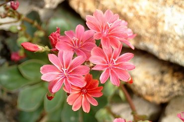 W moim ogrodzie. #rośliny #ogród #przyroda #kwiaty #wiosna #levisia #RoslinySkalne #MÓJODRÓD