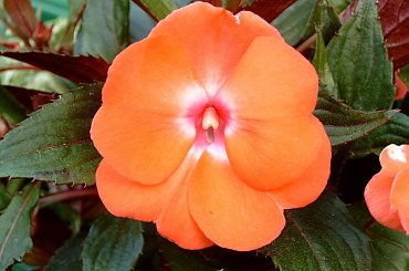 W moim ogrodzie. #MÓJODRÓD #rośliny #ogród #przyroda #kwiaty #wiosna #niecierpek