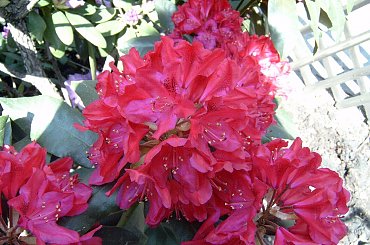 W moim ogrodzie. #rhododendron #kwiaty #MÓJODRÓD #ogród #przyroda #rośliny #wiosna