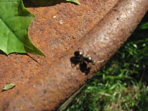 Mrówka #Owady
