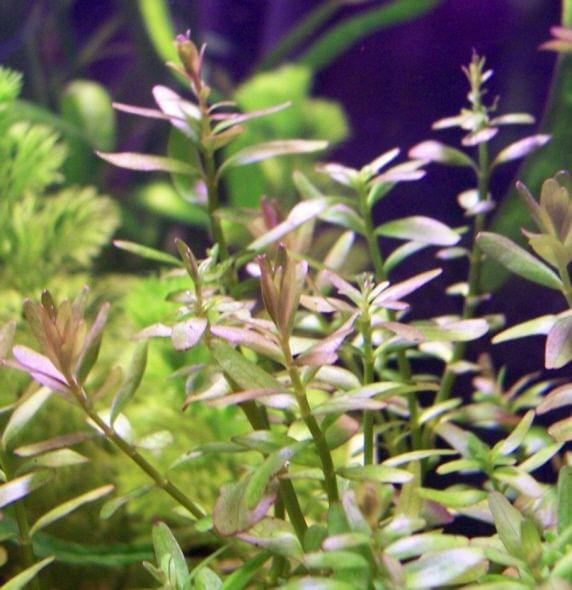 rotala - młode listki