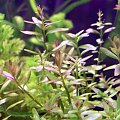 rotala - młode listki