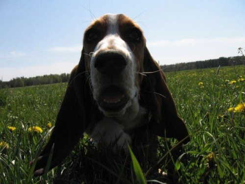 A co to? #BassetHound #pies #Boogie