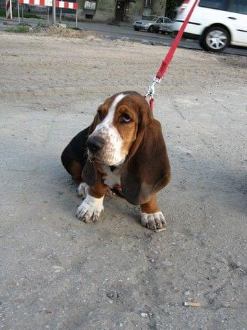 #BassetHound #pies #Boogie