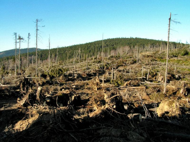 Świeży wiatrołom nad Roztocznym