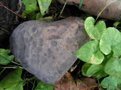 kamienie podobne do znanych meteorytów #meteorytopodobne