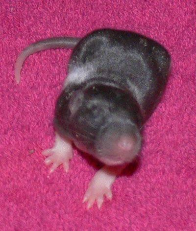 maluszki gejshy - dzien 9