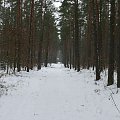 Puszcza Piska #PuszczaPiska #Pisz #Remes #Mazury