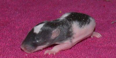 maluszki gejshy - dzien 9