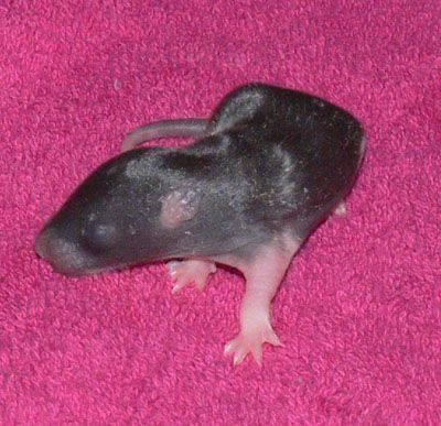 maluszki gejshy - dzien 9