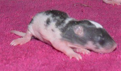 maluszki gejshy - dzien 9