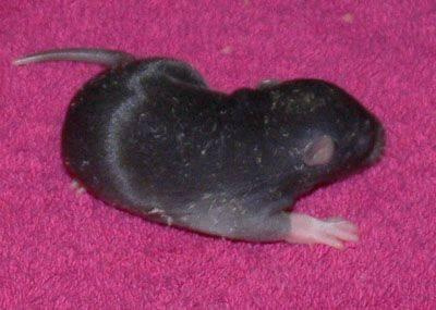 maluszki gejshy - dzien 9