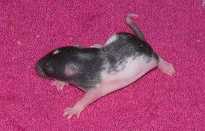 maluszki gejshy - dzien 9