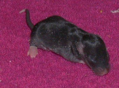 maluszki gejshy - dzien 9