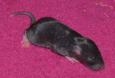 maluszki gejshy - dzien 9