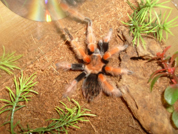 B. boehmei