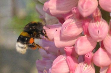 Łubiny i trzmiele. #kwiaty #łubin #bylina #trzmiel #owad #bombus