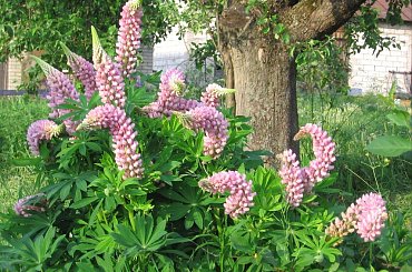 Łubiny i trzmiele. #kwiaty #łubin #bylina #trzmiel #owad #bombus