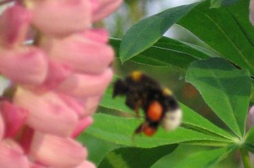 Łubiny i trzmiele. #kwiaty #łubin #bylina #trzmiel #owad #bombus