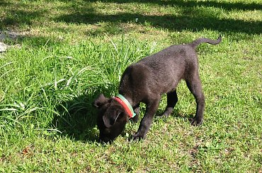 Mała znajda poznaje świat. #Orion #pies #szczeniak