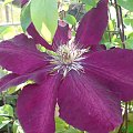 clematis #kwiaty