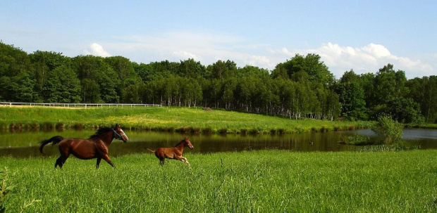 Wallada ze swoim małym źrebakiem na pastwisku, stadnina koni Sokolnik #koń #konie #natura #zwierzęta #krajobraz #krajobrazy #sokolnik #pastwisko #wallada #przyroda #źrebak #źrebaczek #źrebaczki #źrebaki