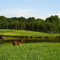 Wallada ze swoim małym źrebakiem na pastwisku, stadnina koni Sokolnik #koń #konie #natura #zwierzęta #krajobraz #krajobrazy #sokolnik #pastwisko #wallada #przyroda #źrebak #źrebaczek #źrebaczki #źrebaki