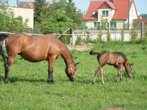 koniki:) taki mam widok z okna;p