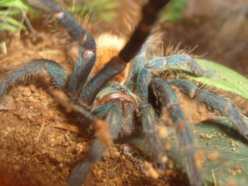 Ch. cyaneopubescens