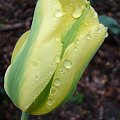 tulipan po deszczu