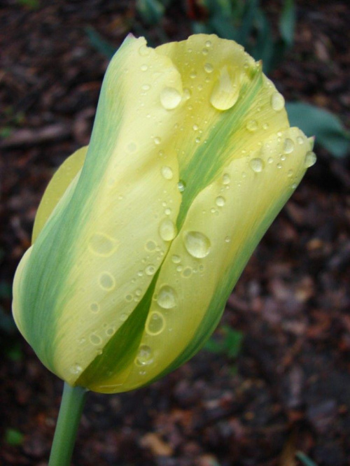 tulipan po deszczu