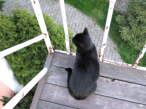 Moja kotka...ale nie na gorącym dachu :) #kot #zwięrzęta