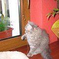 12 tydzień
Zdobywam parapety #kot #koty #KotyBrytyjskie