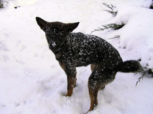 Palma po zabawie śniegiem :-D #szczuropsy #psoszczury #szczeniaki #psy #śnieg #Palma
