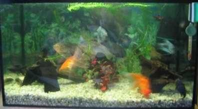 Nasze akwarium #ryby #akwarystyka