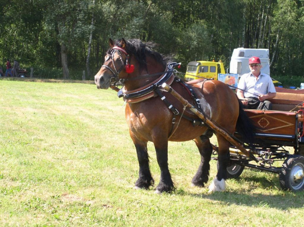 1400 GBł Wizar, 1997, gn.
po 699 Rolltan ard.szw. (Rollman-Tansy)
od 2053 GBł Wolta z (Bilor-Gilza)
160-235-29