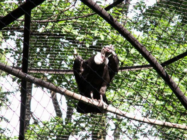 Zoo Kraków 15.06.2006 #zoo #kraków #lasek #wolski