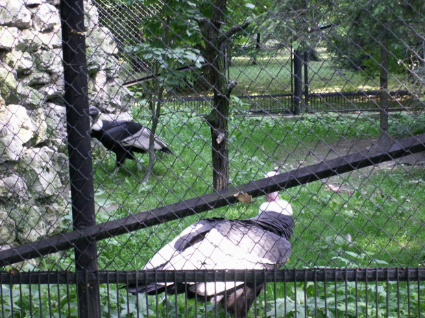 Zoo Kraków 15.06.2006 #zoo #kraków #lasek #wolski