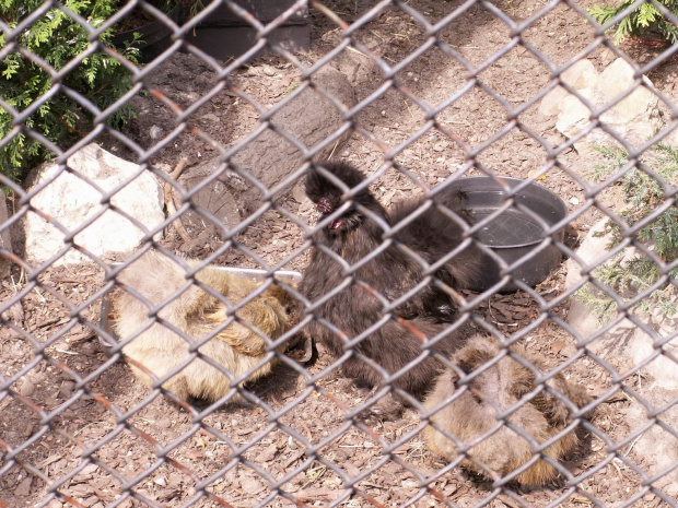 Zoo Kraków 15.06.2006 #zoo #kraków #lasek #wolski #dzikie #zwierzęta