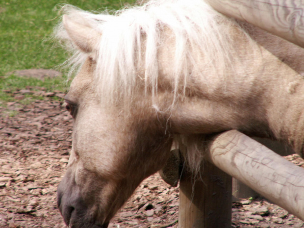 Zoo Kraków 15.06.2006 #zoo #kraków #lasek #wolski