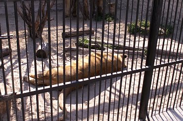 Zoo Kraków 15.06.2006 #zoo #kraków #lasek #wolski