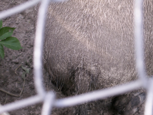 Zoo Kraków 15.06.2006 #zoo #kraków #lasek #wolski