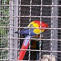 Zoo Kraków 15.06.2006 #zoo #kraków #lasek #wolski #dzikie #zwierzęta #papuga