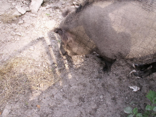 Zoo Kraków 15.06.2006 #zoo #kraków #lasek #wolski