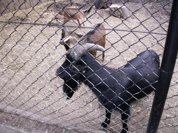 Zoo Kraków 15.06.2006 #zoo #kraków #lasek #wolski