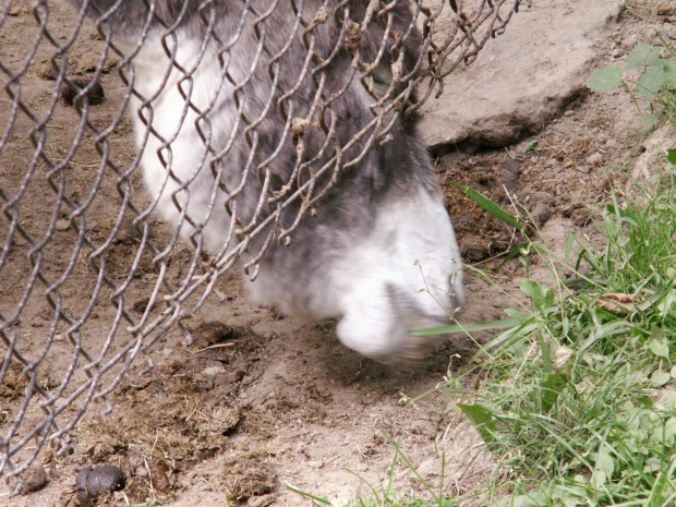 Zoo Kraków 15.06.2006 #zoo #kraków #lasek #wolski