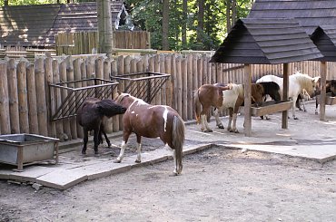 Zoo Kraków 15.06.2006 #zoo #kraków #lasek #wolski