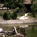 Zoo Kraków 15.06.2006 #zoo #kraków #lasek #wolski #dzikie #zwierzęta